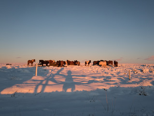 Fototapeta na wymiar Icelandic Horse in the morning