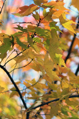 Colorful Autumnal Maple Leaves in Northern Vermont