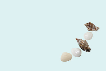 small seashells on a monophonic background. Sea