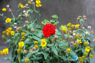 Summer or spring beautiful garden with daisy flowers