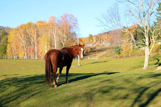 Horse and Horse Farm in Autumnal Northern Vermont