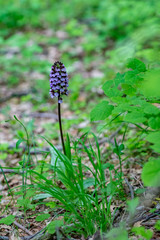 Dactylorhiza majalis, also known as western marsh orchid, broad-leaved marsh orchid, fan orchid, common marsh orchid, growing in forest in Rhodope Mountains, Bulgaria