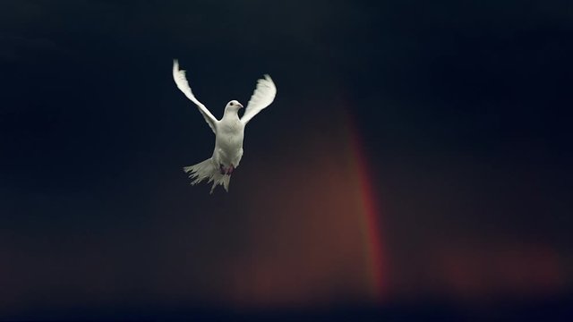 Dove of peace with lightning. Slow motion. Front view.