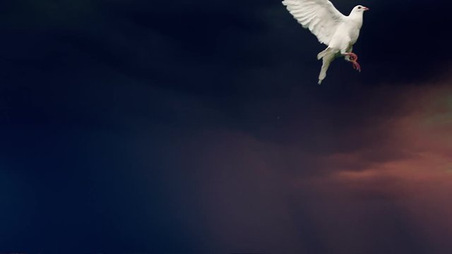 Dove of peace with lightning. Slow motion. Side view.