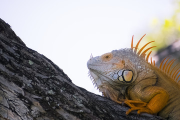 iguana, reptile, lizard, animal, green, nature, wildlife, dragon, zoo, tropical, wild, green iguana, pet, costa rica, tree, scale, portrait, head, vertebrate, pets, scales, creature, animals, closeup,