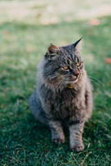 Naklejka premium cat in the grass