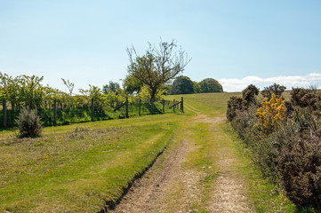 Fototapeta premium Hergest ridge of England and Wales in the summertime.