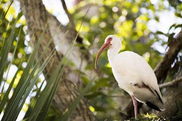 bird, white, stork, nature, animal, wildlife, egret, ibis, beak, wild, feather, grass, birds, heron, water, beautiful, fauna, florida, black, red, bill, zoo, nest, green, ciconia