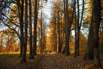 Golden autumn, yellow trees in sunlight, leaves underfoot. Walk through the fabulous autumn forest, Cycling through the yellow forest and the Golden alley