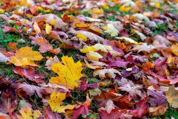 Colorful fallen leaves lying on the ground in the park, beautiful autumn outdoor background, selective focus