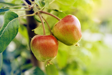 Red apples on apple tree branch