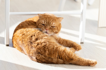 Domestic red cat lying on the floor scratching his ear in a modern home interior