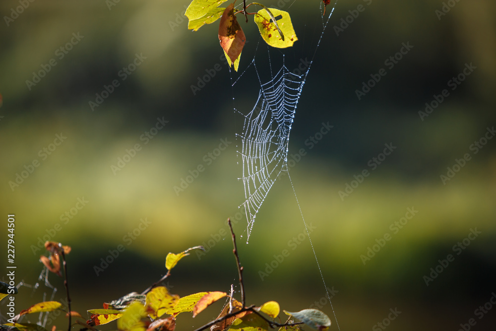 Poster web on the branches of trees stretched. many cobwebs, spider kingdom over the river, at dawn in the 