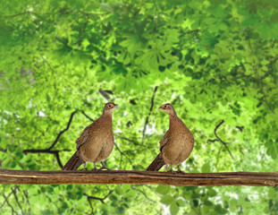 Two female hen common pheasants ( Phasianus colchicus ) on twig in green summer forest in sun light