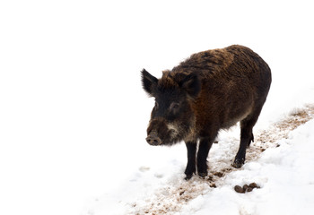 Wild boar ( Sus scrofa, known as the wild swine, wild pig ) walking along a dirt path in the snow on a white background