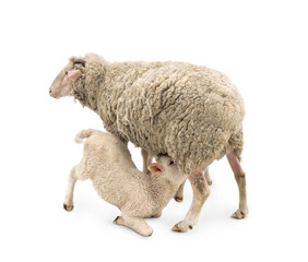 Fototapeta premium White small lambs is feeded of his mother sheep (Ovis aries) on a white background