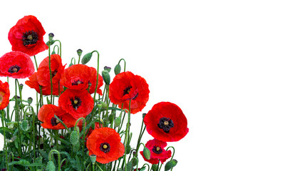 Obraz premium Kwiaty czerwone maki (Papaver rhoeas, nazwy zwyczajowe: mak kukurydziany, róża kukurydziana, mak polny, chwast czerwony, coquelicot) na białym tle z miejscem na tekst.