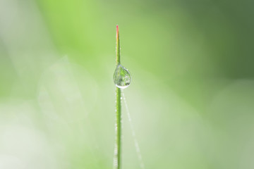 Large transparent drops of morning dew on grass in summer close-up