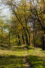 Autumn in the UK. Road in the sunny autumn forest in Cumbria
