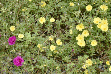 background; Yellow and pink flowers bloom among green leaves.