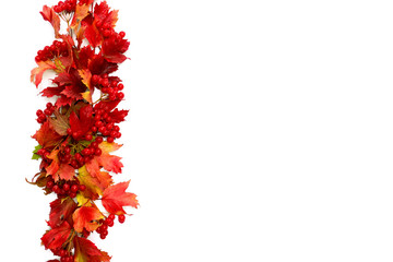 Red autumnal leaves and berries viburnum ( Viburnum opulus ) on a white background with space for text. Top view, flat lay