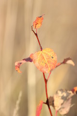 red leaves on a white background