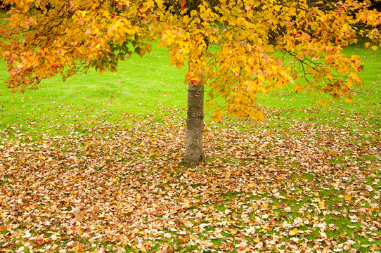 Autumn leaves and trees in the countryside.