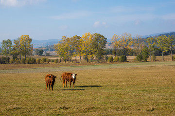 Cows on the meadow near Bukowskie lake in Lubawka in Sudety, Silesia, Poland
