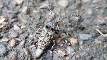 Beetle with long mustache