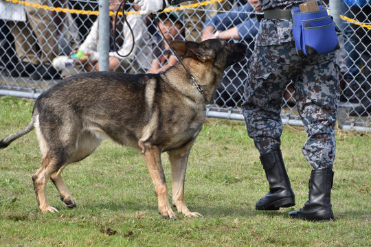 31 Best 警備犬 Images Stock Photos Vectors Adobe Stock 31 Best 警備犬 Images Stock Photos Vectors Adobe Stock