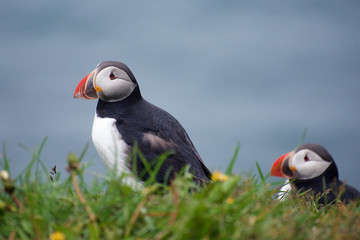Puffins