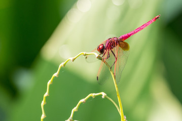 Dragonfly on plant