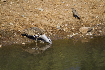Kori bustard in Kruger National park, South Africa ; Specie Ardeotis kori family of Otididae
