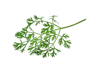 coriander leaves on white background