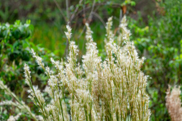 Bushy Bluestem (Andropogon glomeratus) - Long Key Natural Area, Davie, Florida, USA