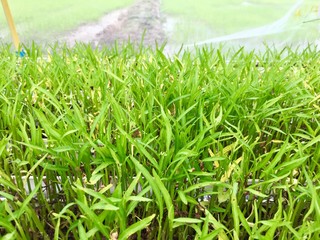 Obraz premium Morning glory plants 