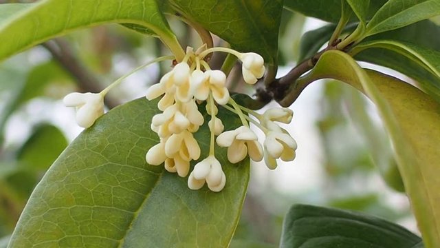  Group of Sweet osmanthus or Sweet olive flowers blossom on its tree in wind, close up view, slow motion.