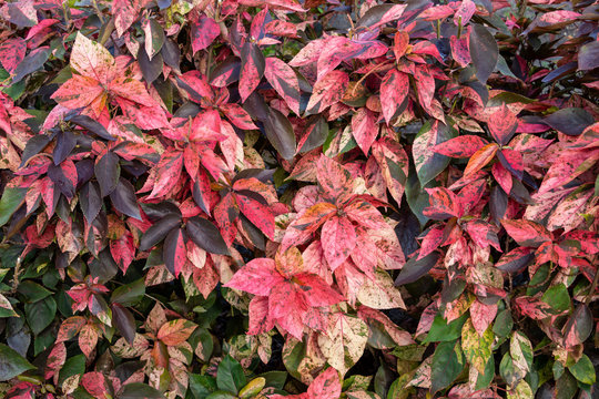 Copperleaf plant (Acalypha amentacea wilkesiana), red and green leaves - Pembroke Pines, Florida, USA