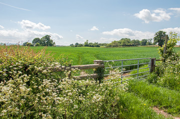 May blossoms at the farm gate in the English countryside.