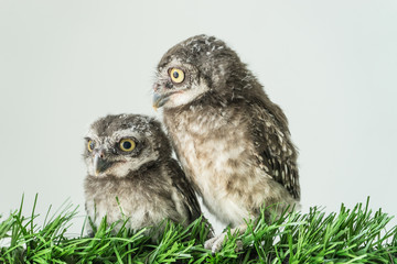 Spot owls on green grass and white background,
