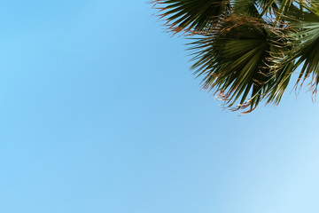 low angle view of palm tree leafs against clear blue sky