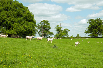 Sheep grazing in a summer meadow in the English countryside.