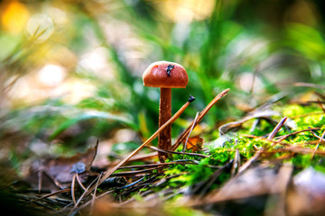 Brown mushroom among green grass and conifer needles in the forest.