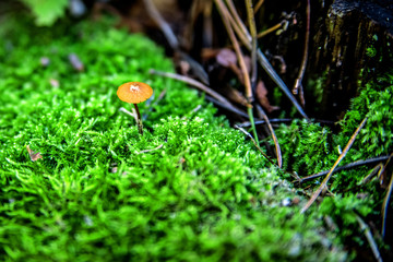 Little brown grebe in green moss.
