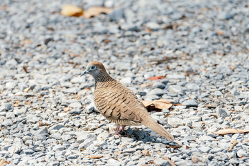 Zebra dove is looking something to eat in the afternoon
