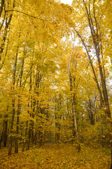 trees with yellow foliage in the autumn forest in the evening