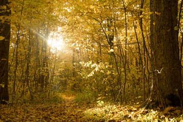 trees with yellow foliage in the autumn forest in the evening