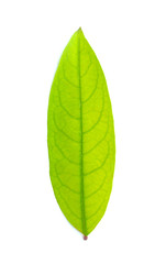 Obraz premium Green leaf isolated on the white background