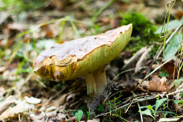 Prawdziwek (borowik szlachetny, eng. boletus) on the ground