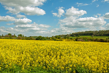 Obraz premium Beautiful yellow canola crops in a summertime field in the English countryside.